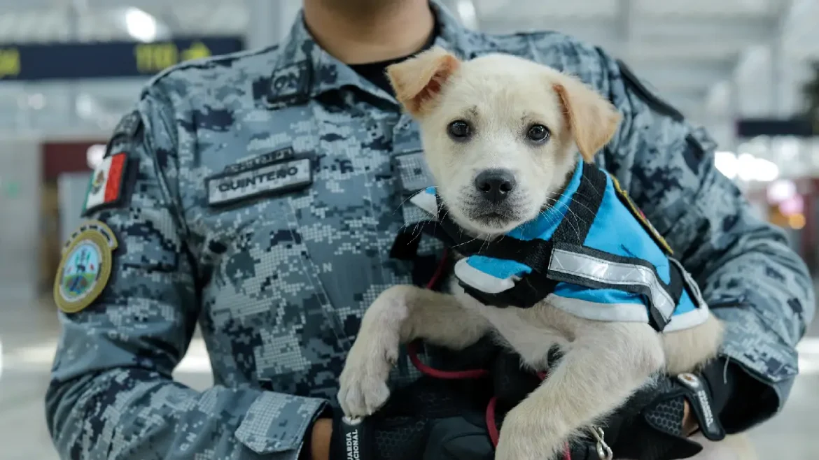 ¿Qué es el programa de atención emocional con ‘lomitos’ que implementó el AIFA y cómo funciona?